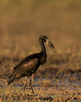 African Openbill