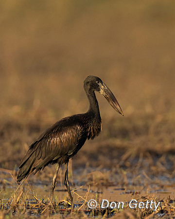 African Openbill