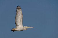 Pink-backed Pelican