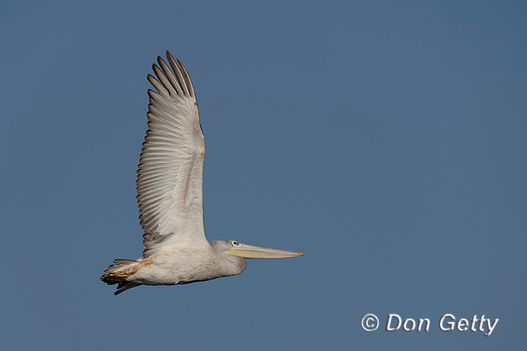 Pink-backed Pelican