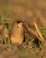 Collared Pratincole