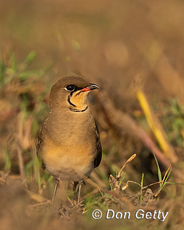 Collared Pratincole