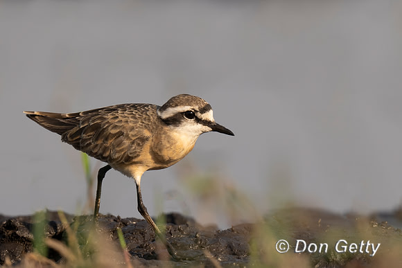 Kittlitz's Plover