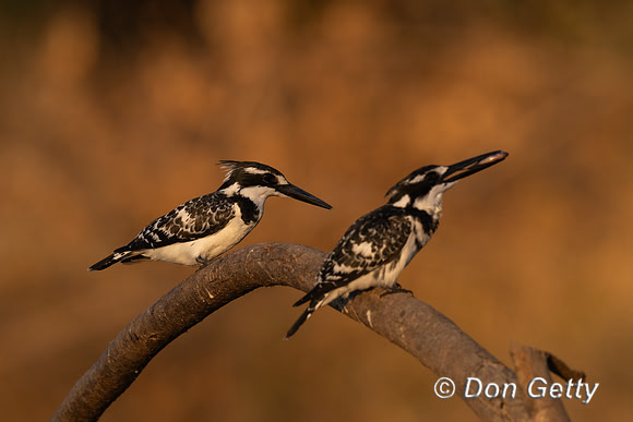 Pied Kingfisher