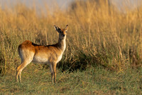 Puku