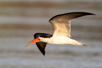 African Skimmer