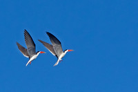 African Skimmer