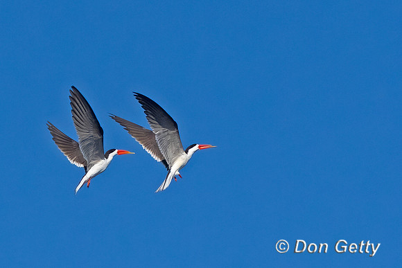 African Skimmer