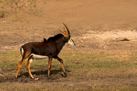 Sable antelope