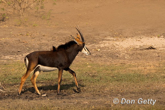Sable antelope