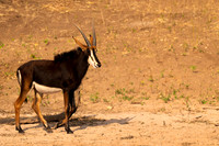 Sable antelope