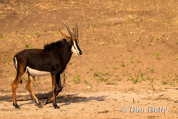 Sable antelope
