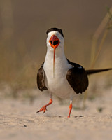 African Skimmer