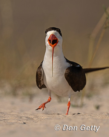 African Skimmer