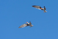 African Skimmer