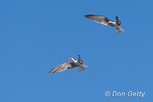 African Skimmer