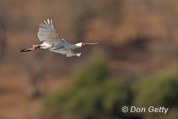 African Spoonbill