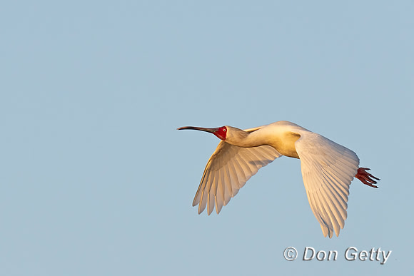 African Spoonbill