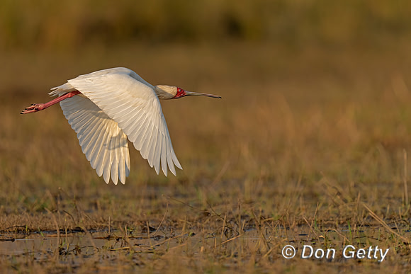 African Spoonbill