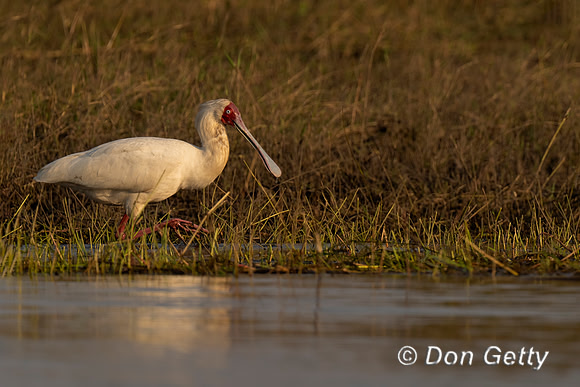 African Spoonbill