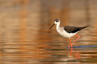Black-winged Stilt