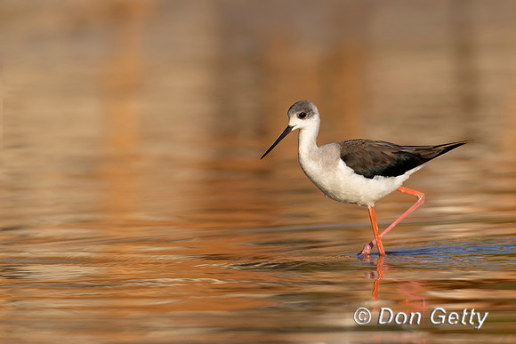 Black-winged Stilt