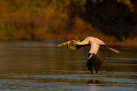 Yellow-billed Stork