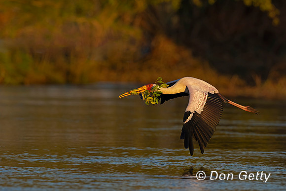 Yellow-billed Stork