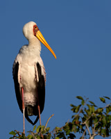 Yellow-billed Stork