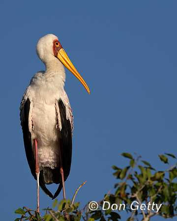 Yellow-billed Stork