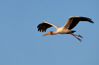 Yellow-billed Stork