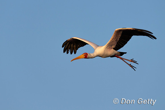 Yellow-billed Stork