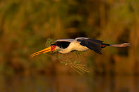 Yellow-billed Stork