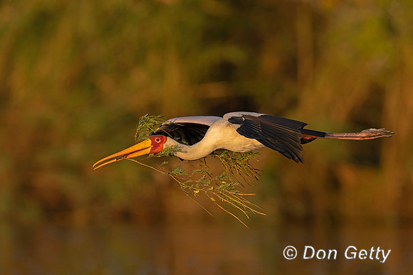 Yellow-billed Stork