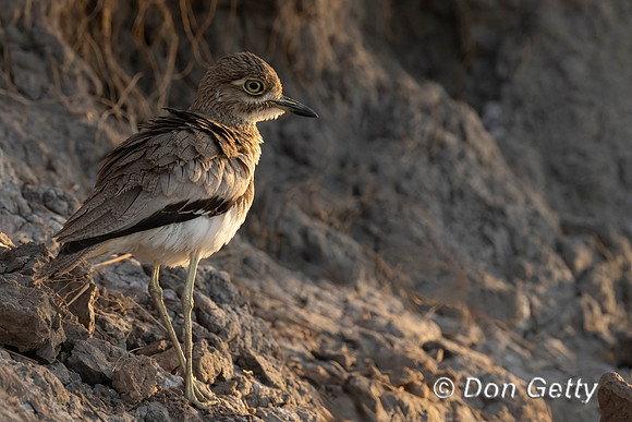 Water Thick-knee