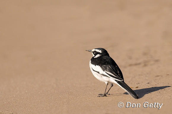 African Pied Wagtail