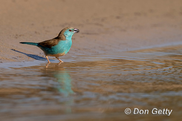 Blue Waxbill
