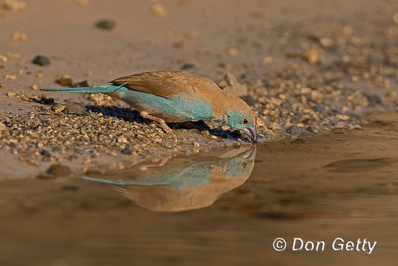 Blue Waxbill