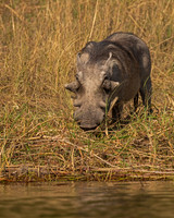 Warthog