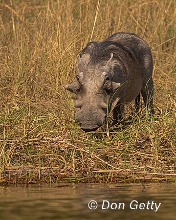 Warthog