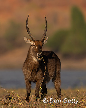 Common Waterbuck