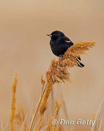 Red-winged Blackbird