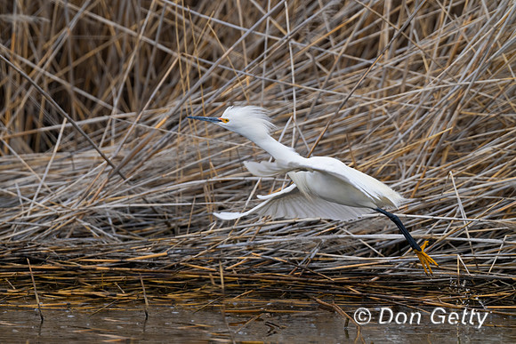 Snowy Egret