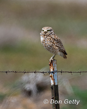Owl_Burrowing_DSC07903