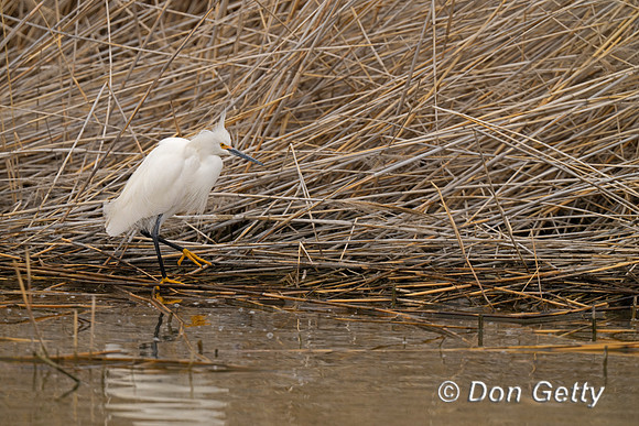 Snowy Egret