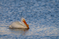 American White Pelican