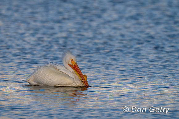 American White Pelican