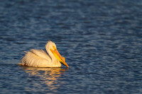 American White Pelican