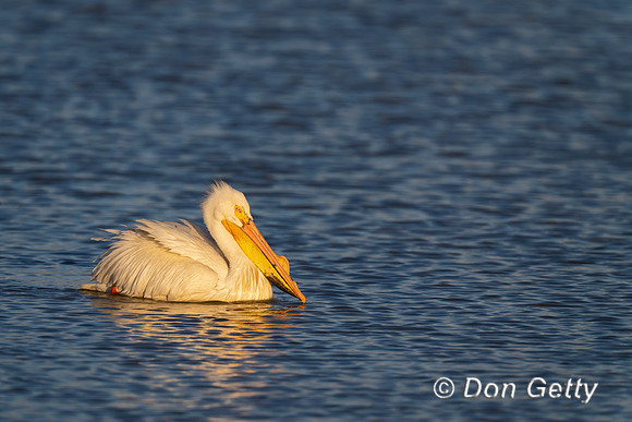American White Pelican