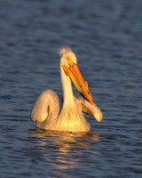 American White Pelican